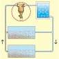 Désemboueur Spirotrap horizontal raccord femelle DN32  boitier laiton